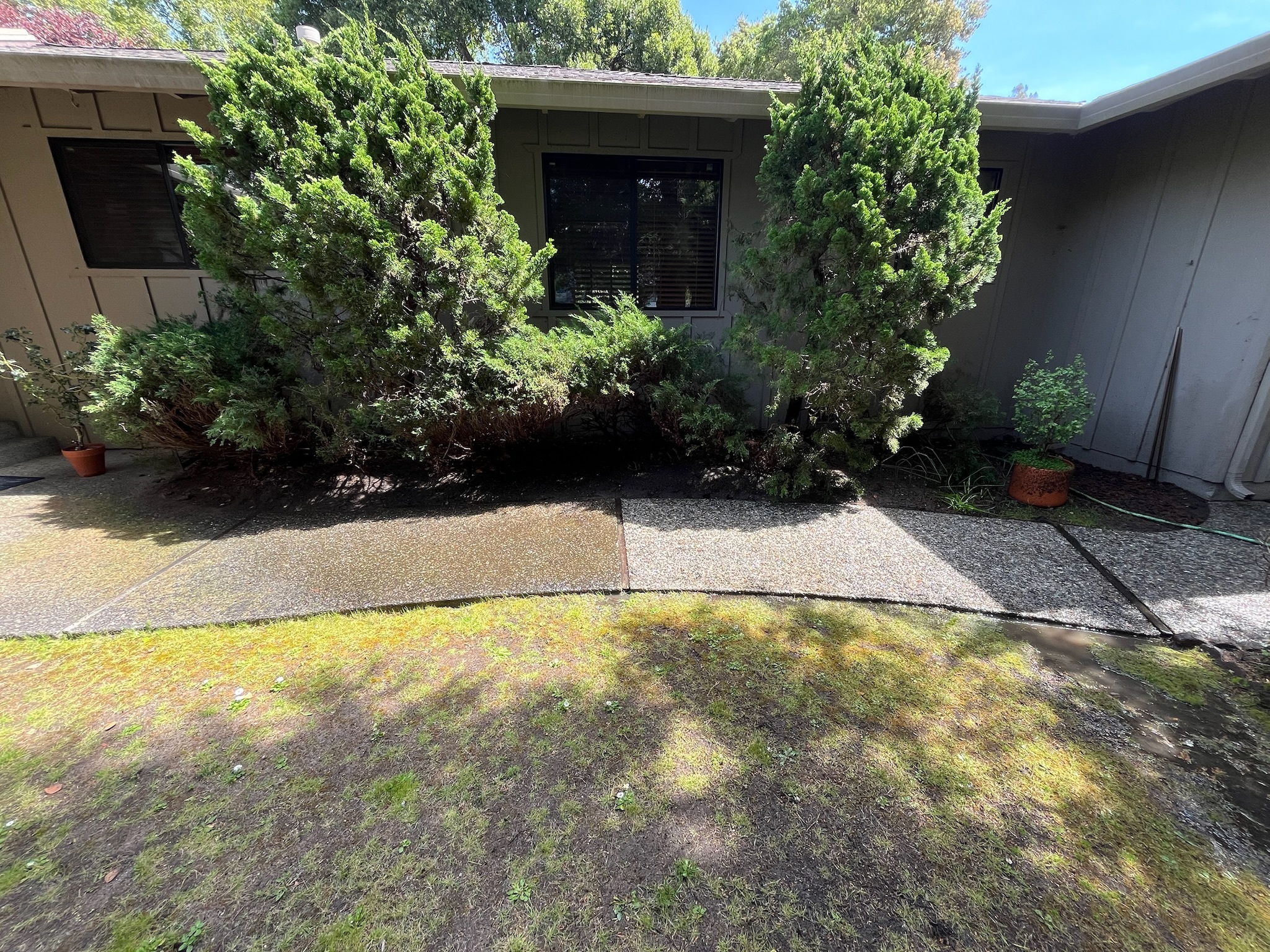 Driveway moss removal